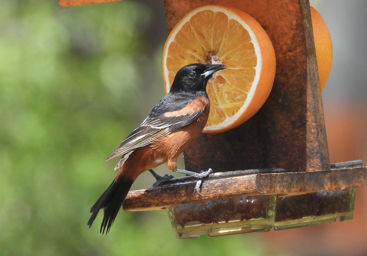Orchard Oriole - ML618297609