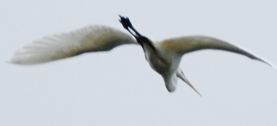 Great Egret (modesta) - ML618297620