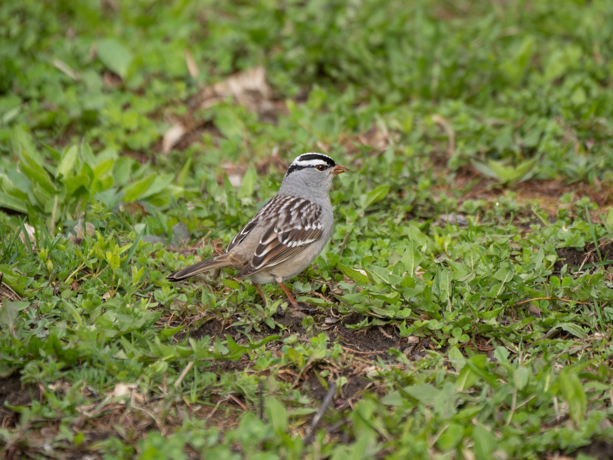 White-crowned Sparrow - David Howe & Rosanne Dawson