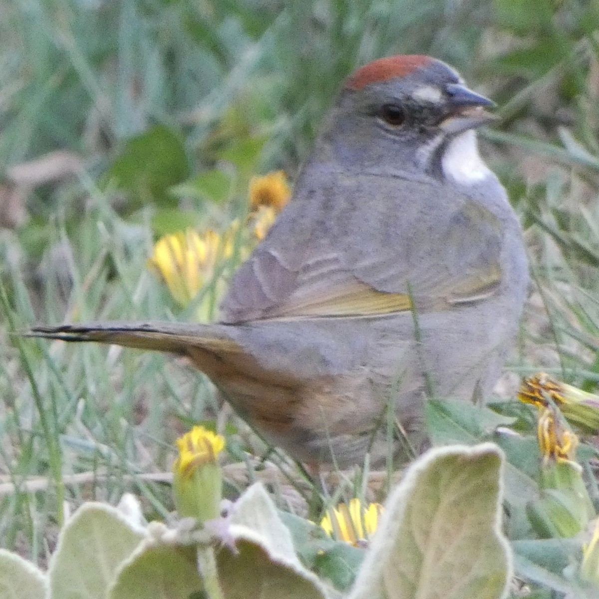 Green-tailed Towhee - C Fred Zeillemaker