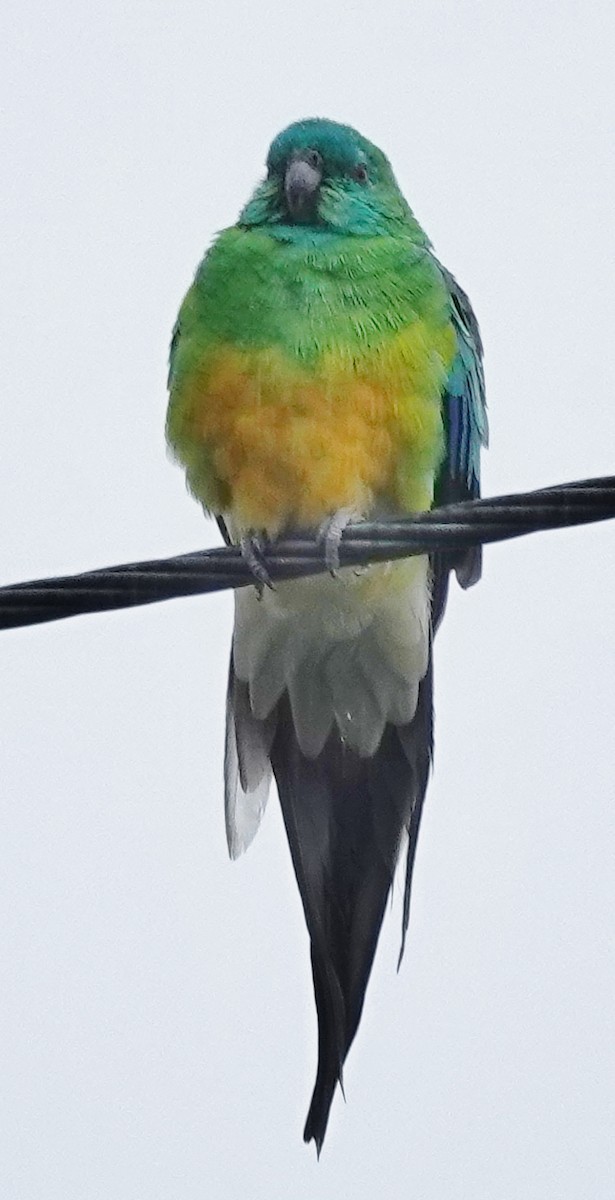 Red-rumped Parrot - ML618297653