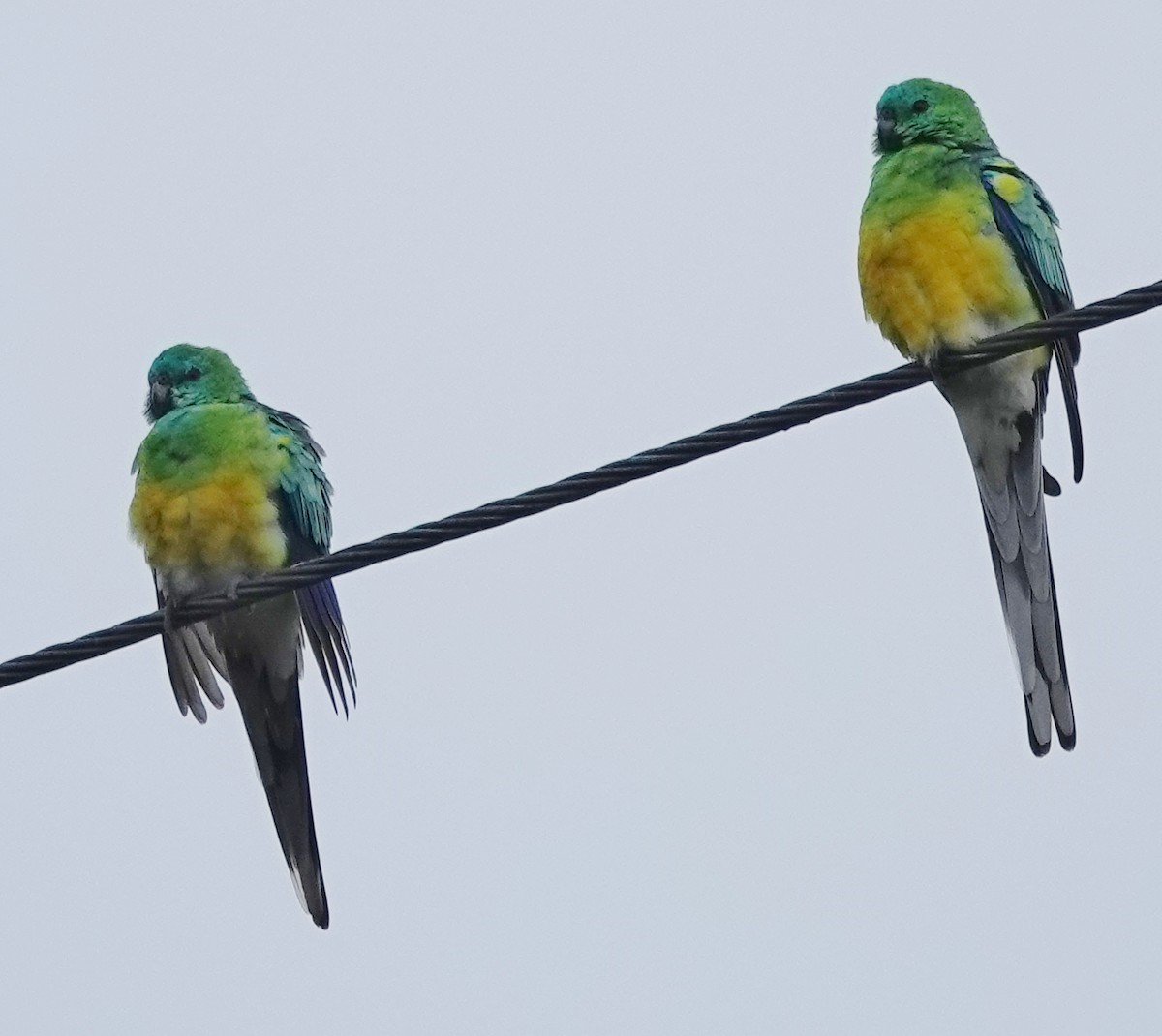 Red-rumped Parrot - ML618297655