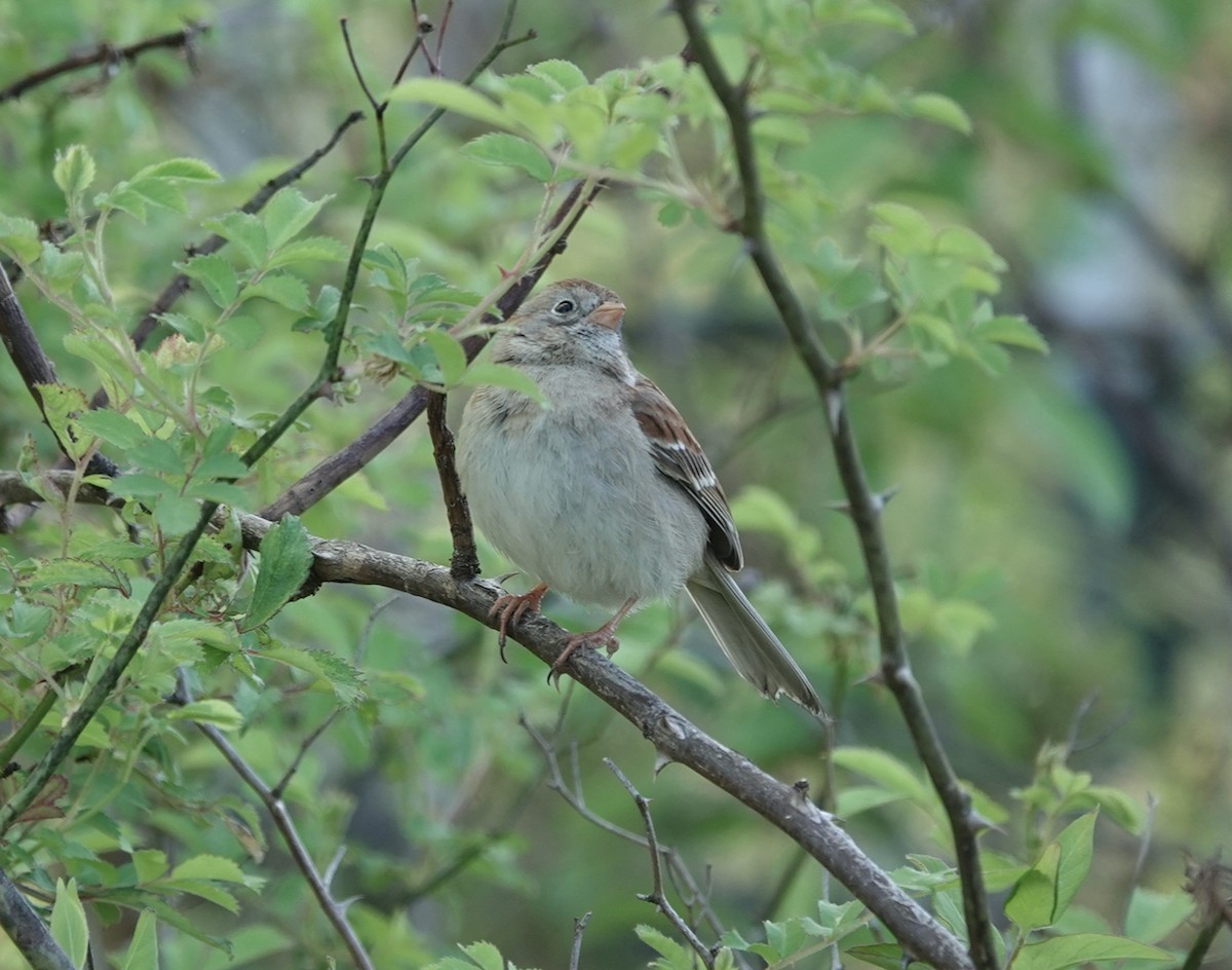 Field Sparrow - ML618297664