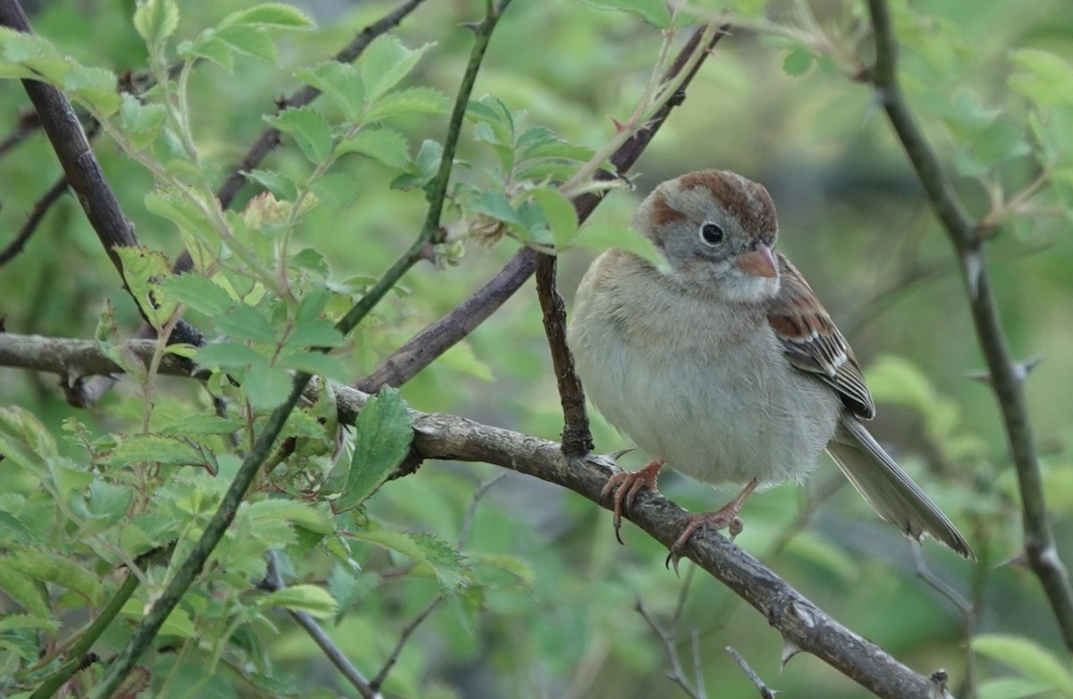 Field Sparrow - ML618297666