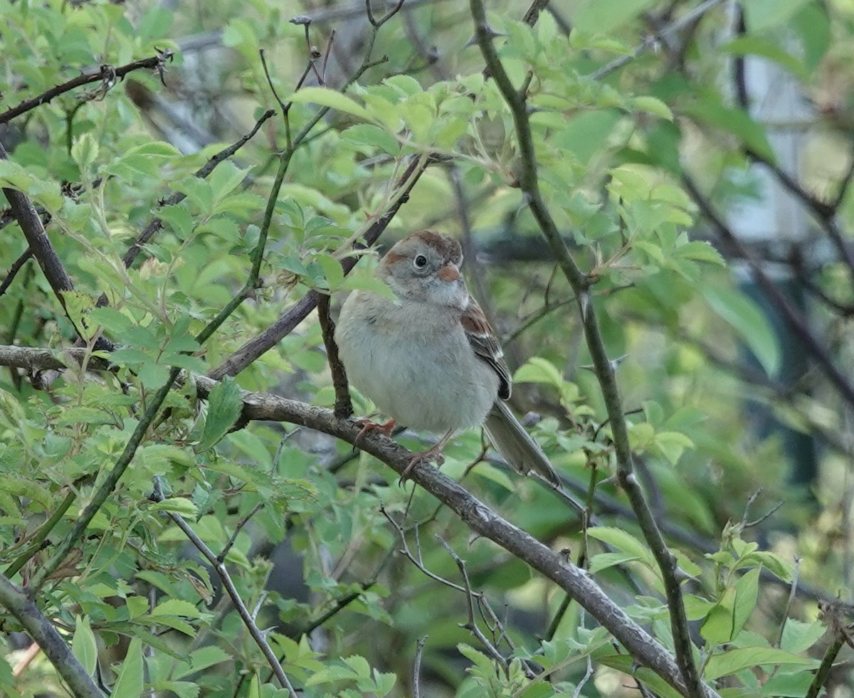 Field Sparrow - ML618297669