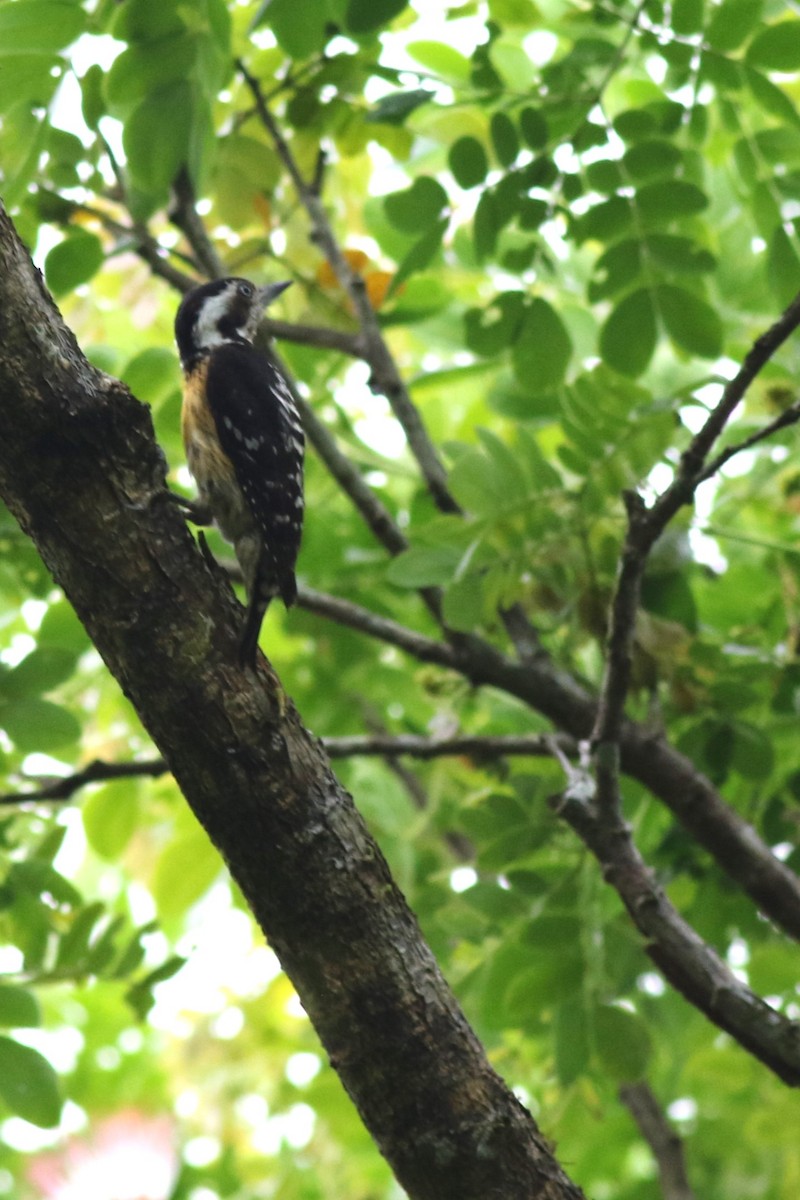 Gray-capped Pygmy Woodpecker - ML618297687