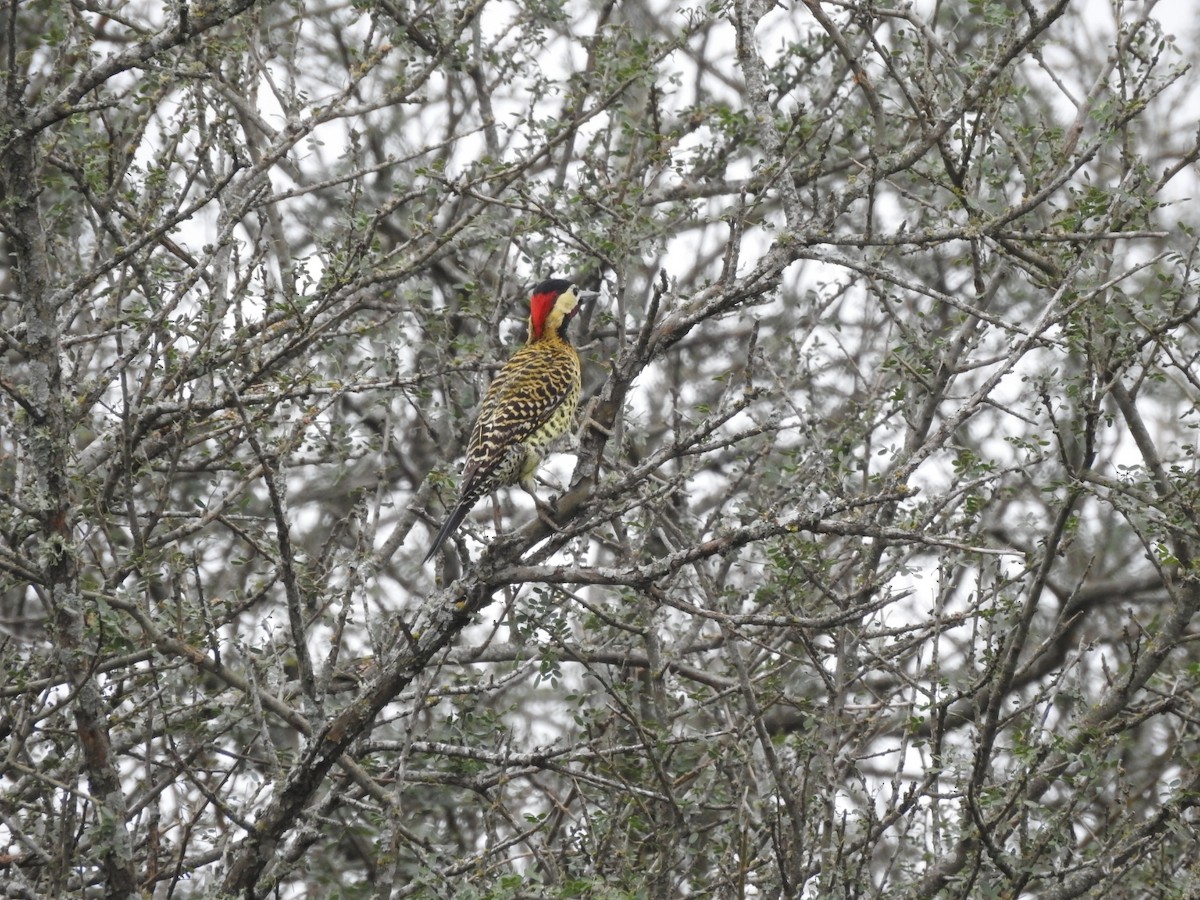 Green-barred Woodpecker - ML618297694