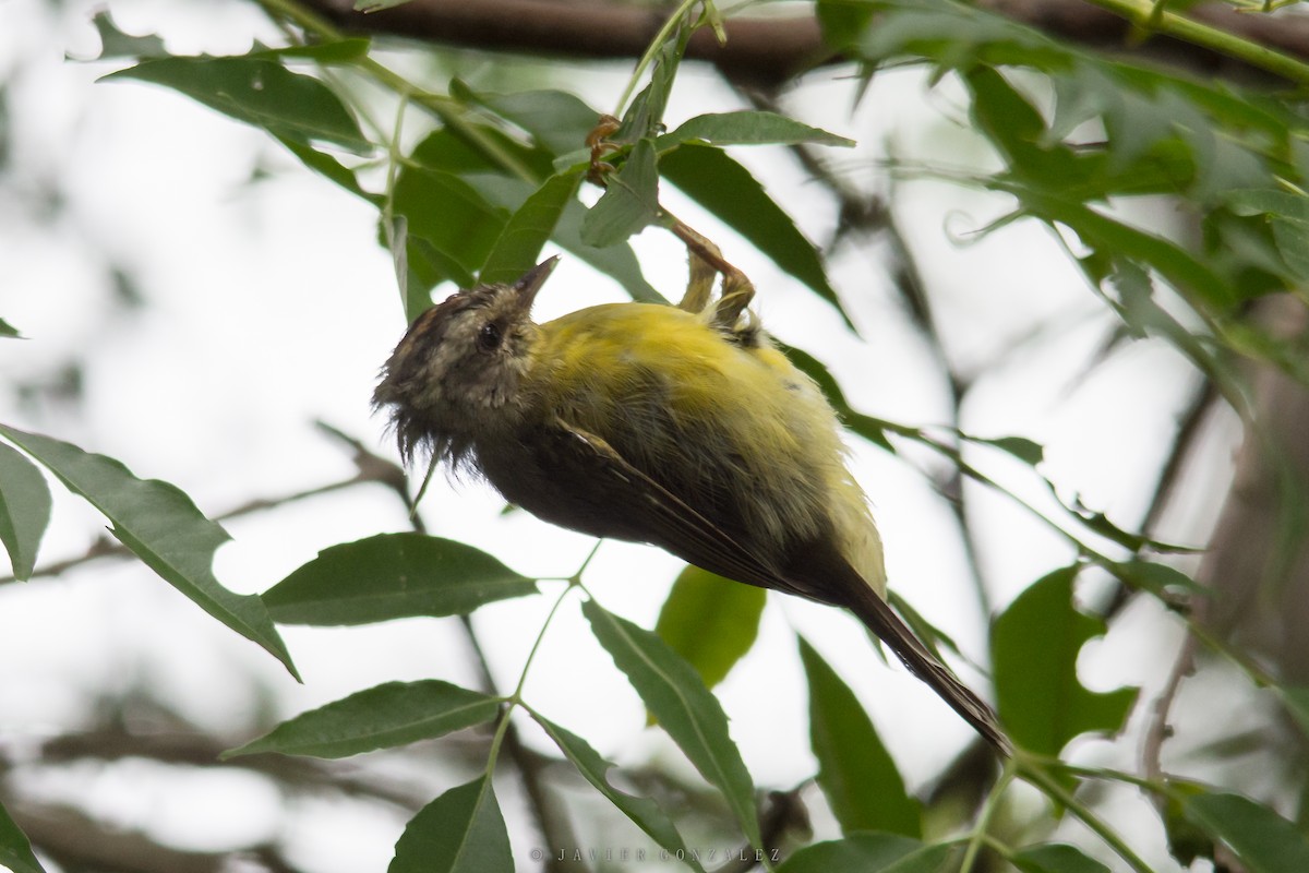 Golden-crowned Warbler - ML618297698