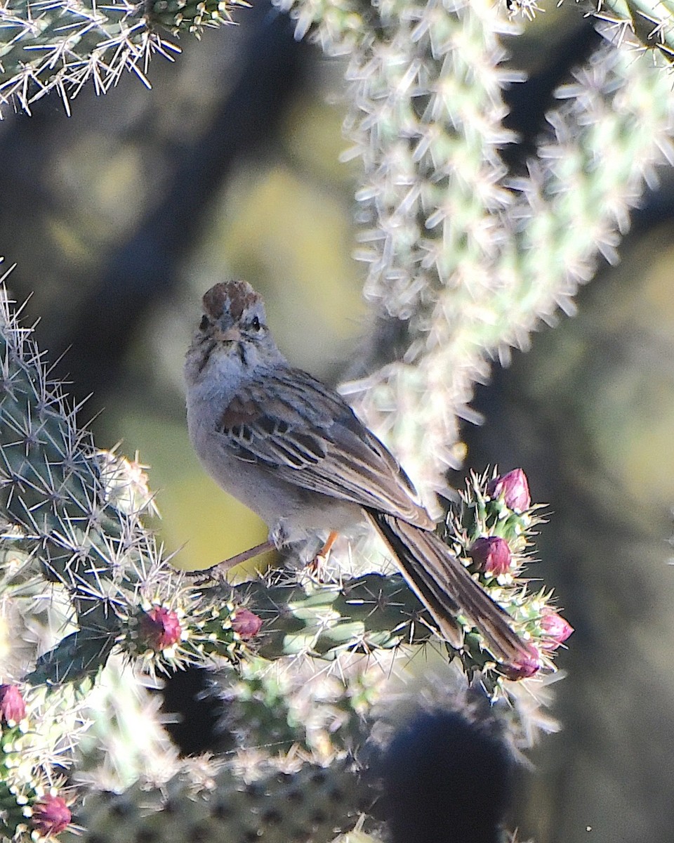 Rufous-winged Sparrow - ML618297743