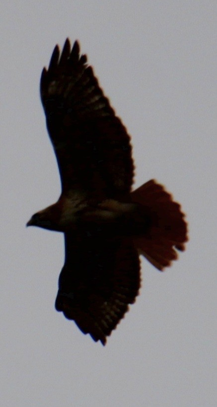 Red-tailed Hawk (borealis) - ML618297744