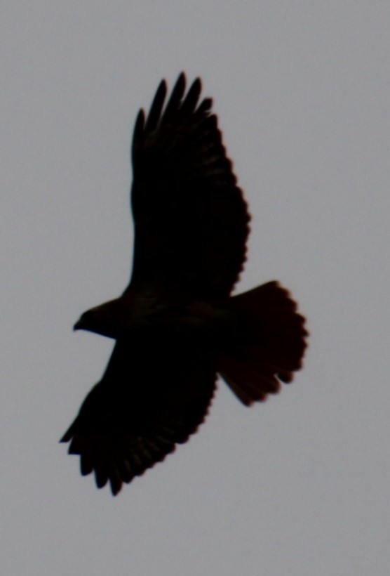 Red-tailed Hawk (borealis) - ML618297745