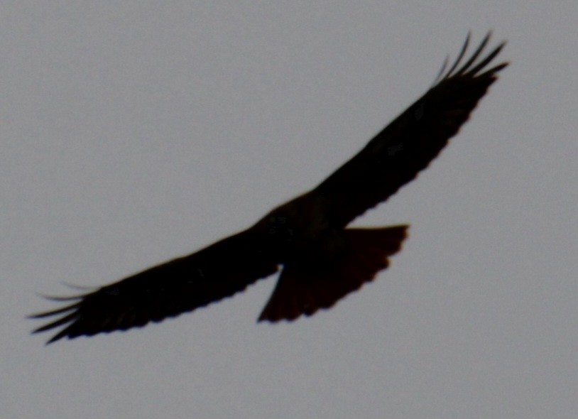 Red-tailed Hawk (borealis) - ML618297746
