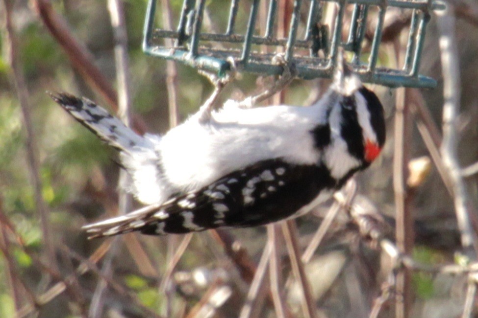 Downy Woodpecker (Eastern) - ML618297747