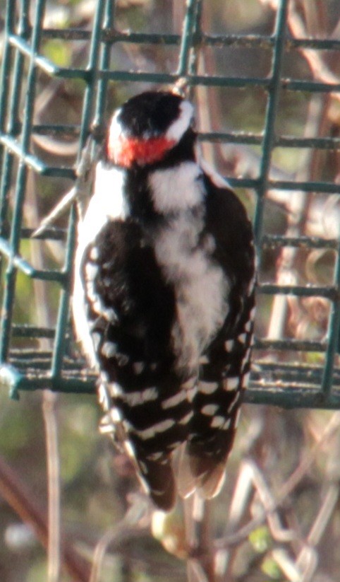 Downy Woodpecker (Eastern) - ML618297748
