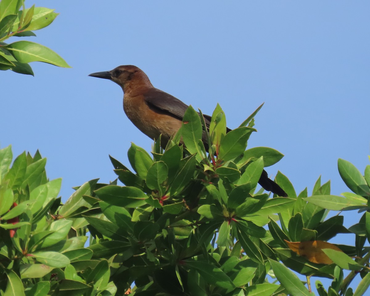 Boat-tailed Grackle - ML618297753