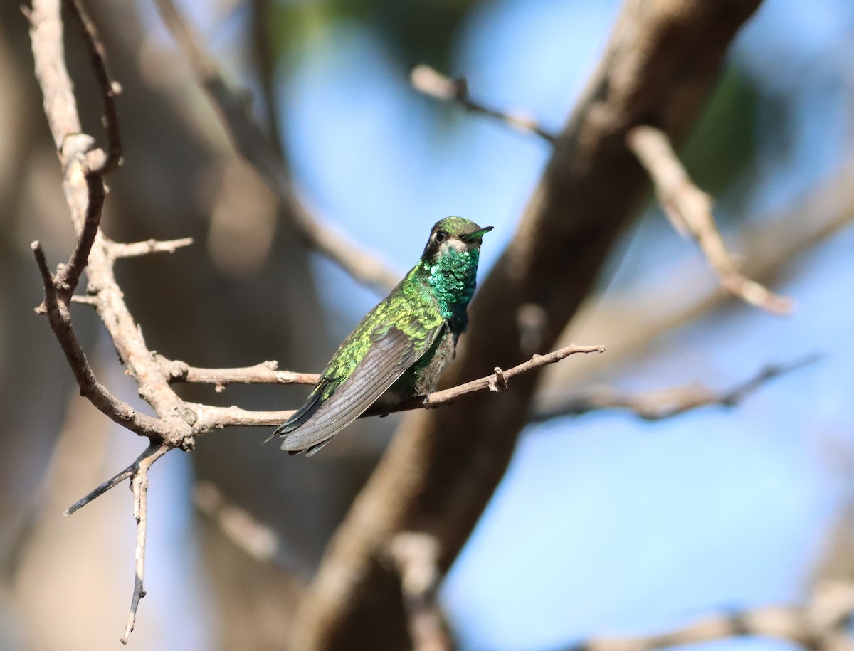 Blue-tailed Emerald - ML618297759