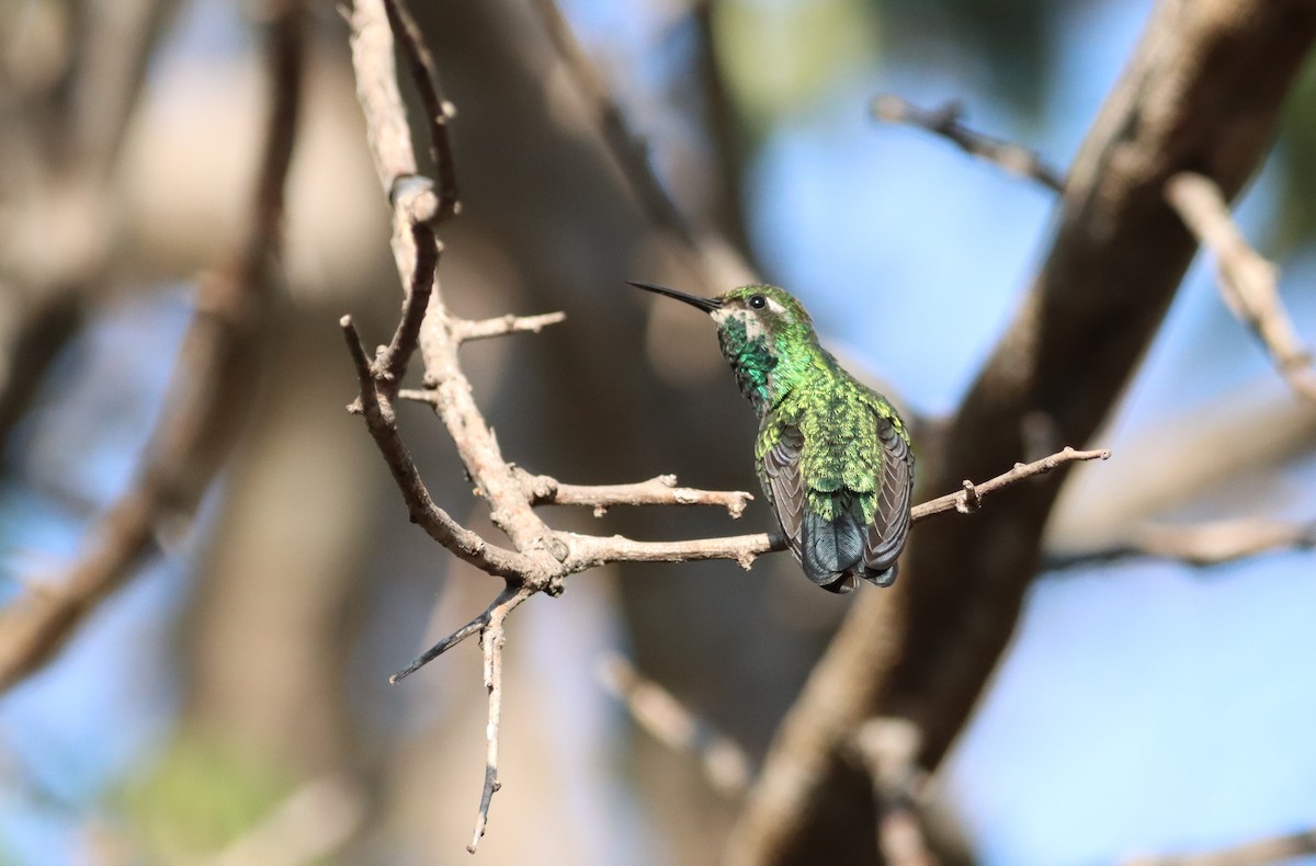 Blue-tailed Emerald - ML618297761