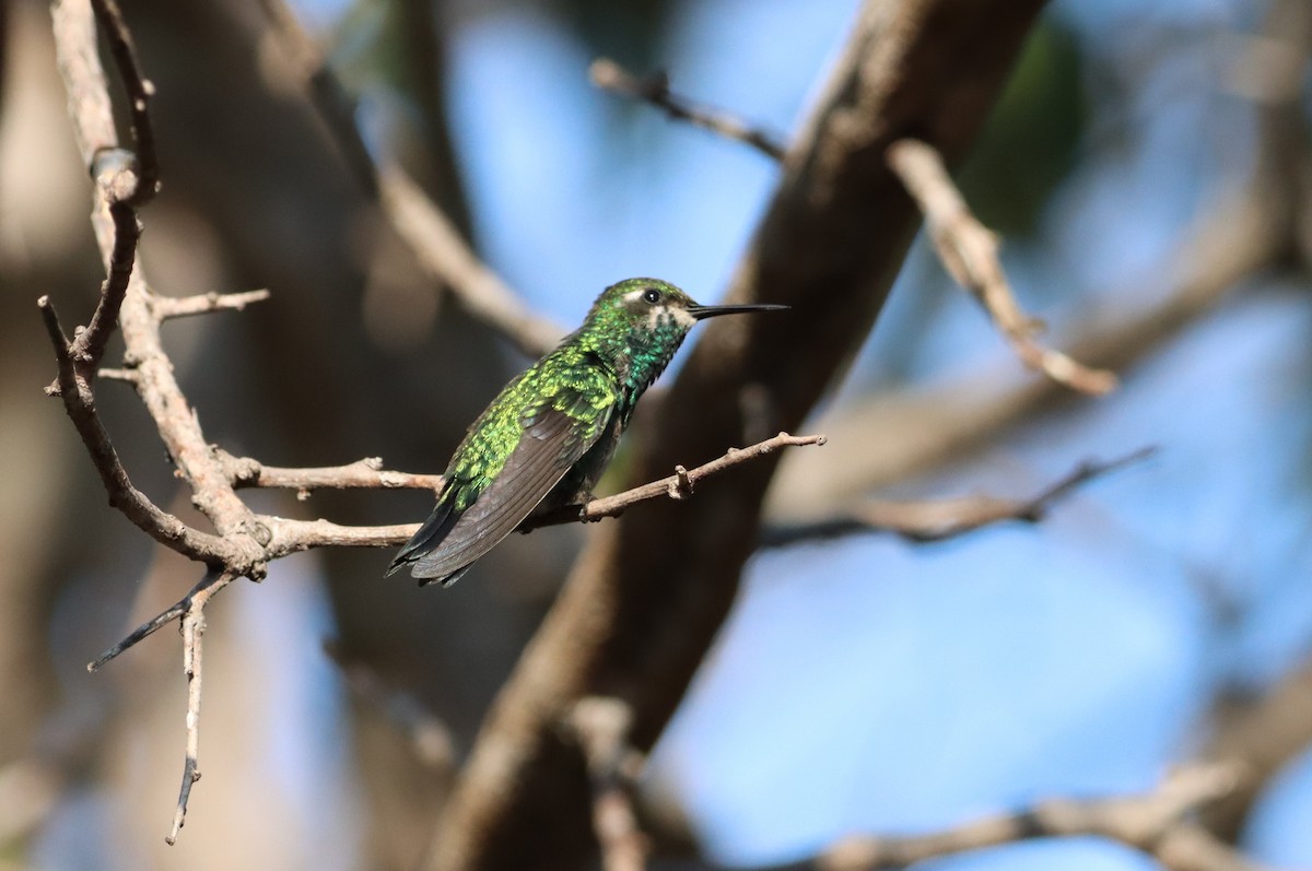Blue-tailed Emerald - ML618297762