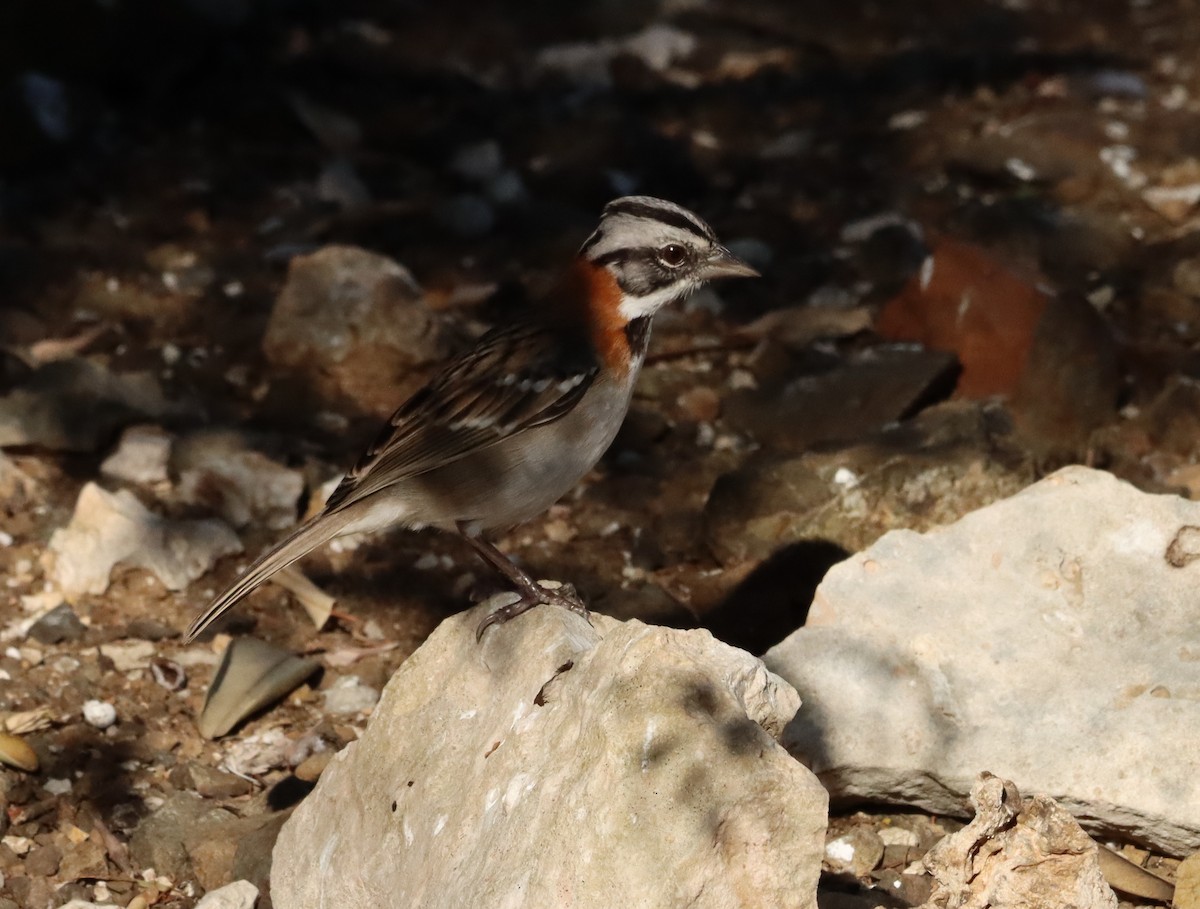 Rufous-collared Sparrow - ML618297810