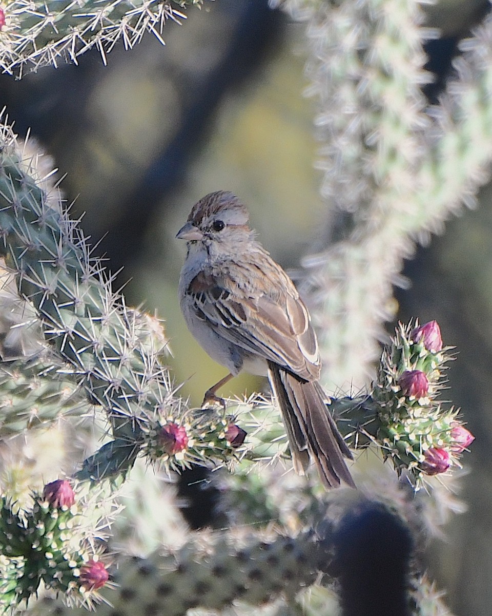 Rufous-winged Sparrow - ML618297811