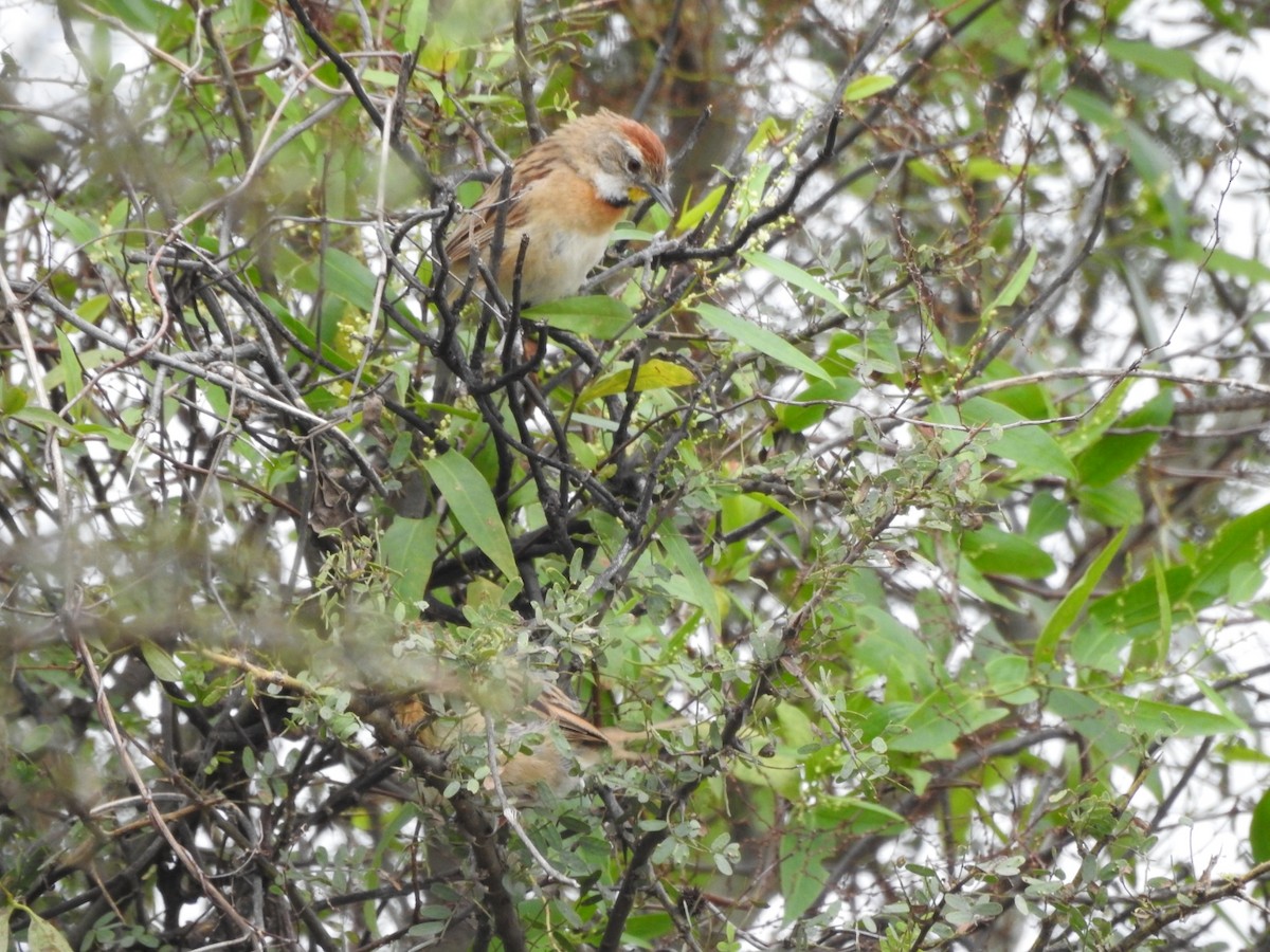 Chotoy Spinetail - ML618297833