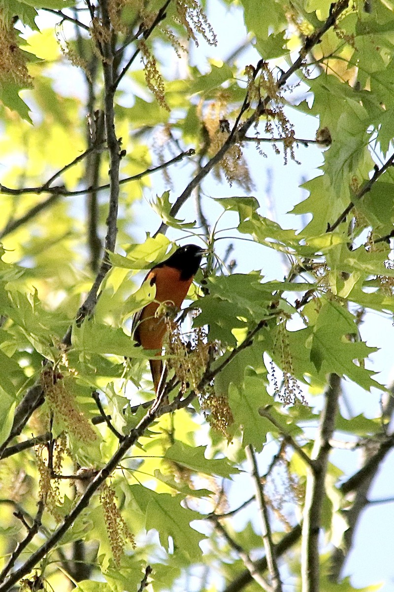 Baltimore Oriole - Andy M