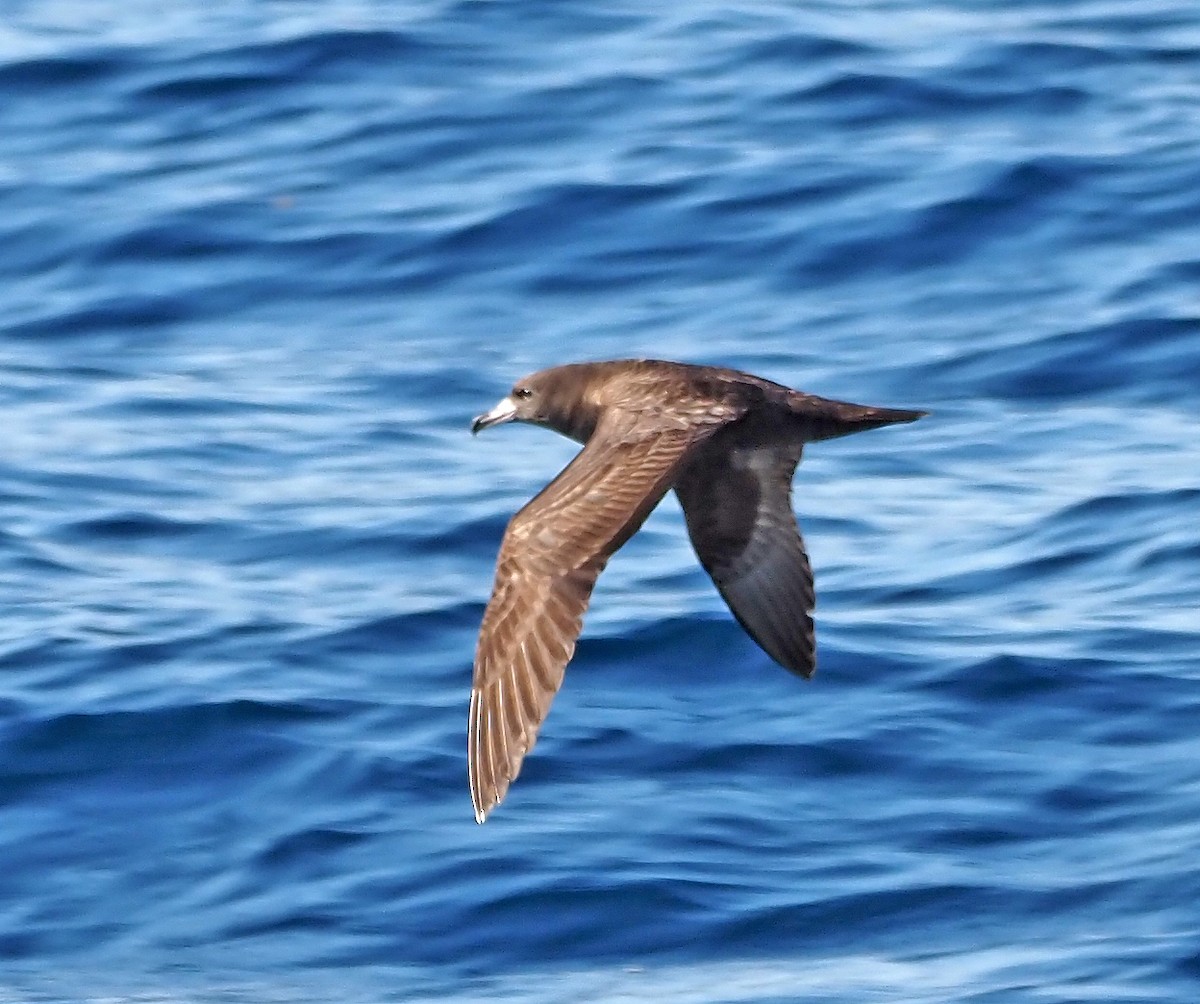 Flesh-footed Shearwater - ML618297898