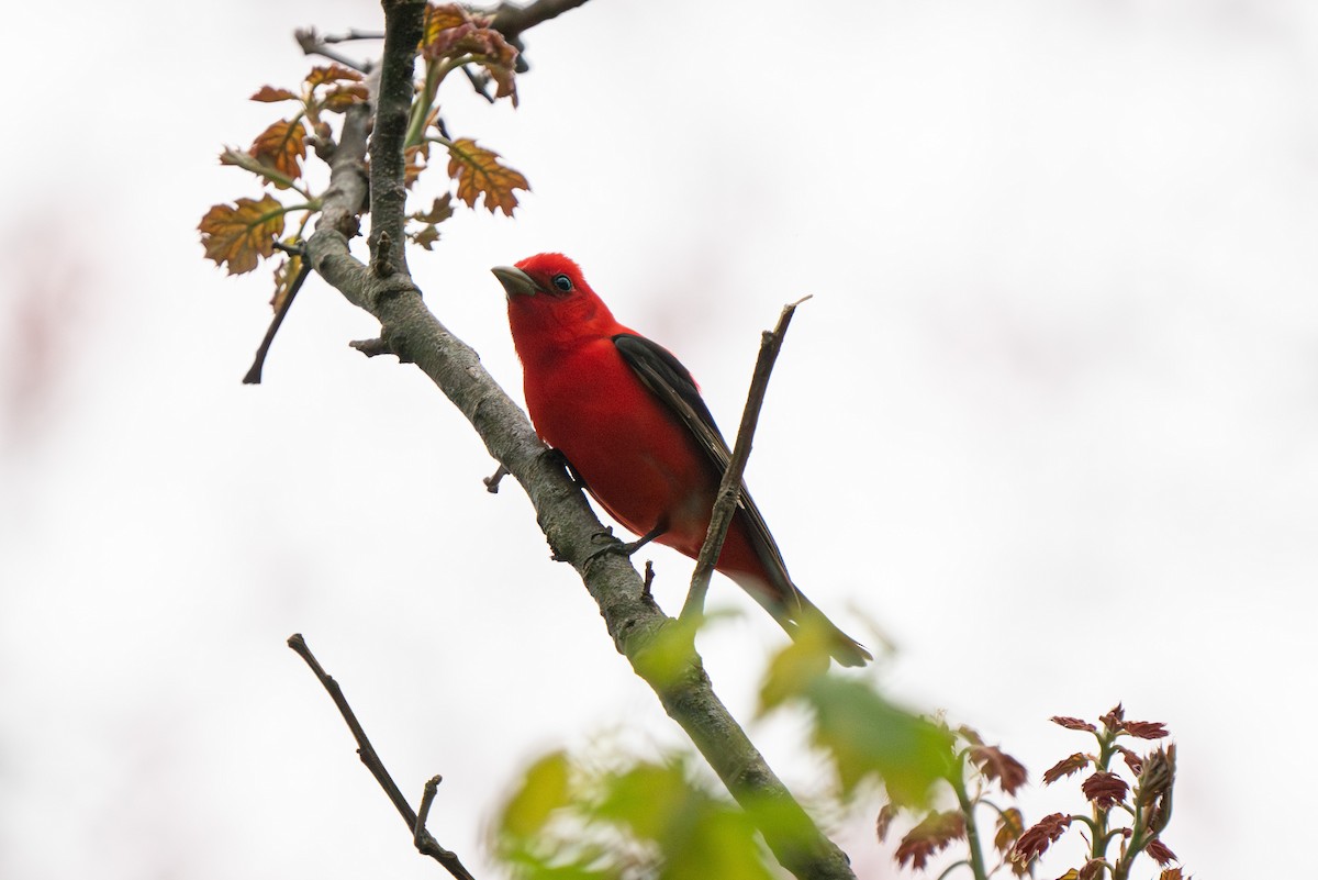 Scarlet Tanager - ML618297899