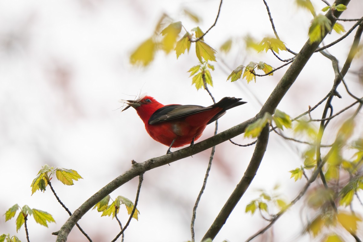 Scarlet Tanager - ML618297900