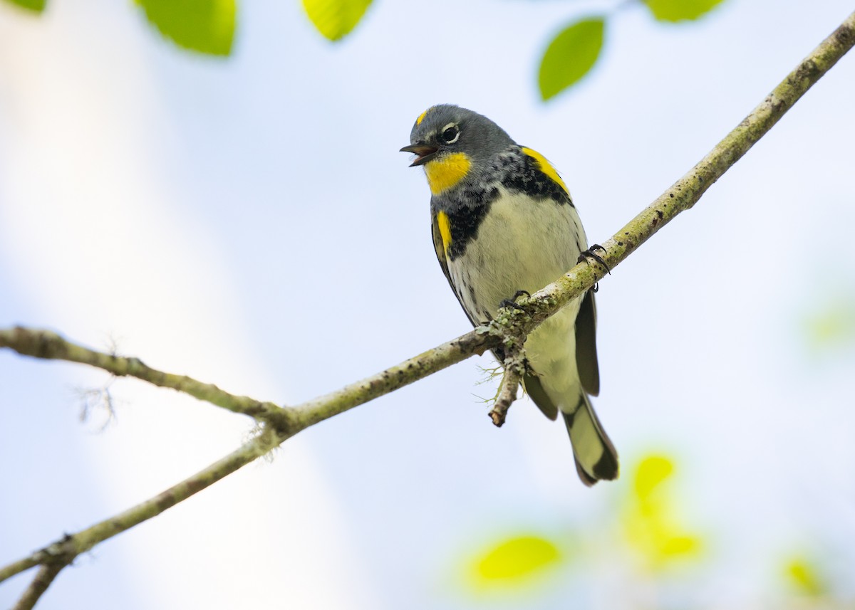 Yellow-rumped Warbler (Audubon's) - ML618297904
