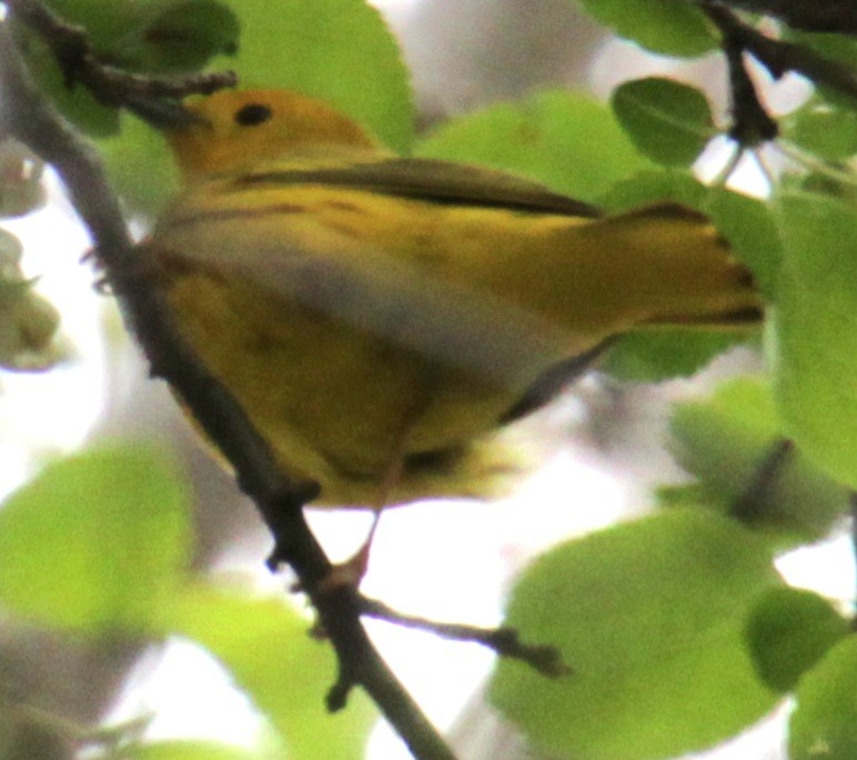 Yellow Warbler (Northern) - ML618297922