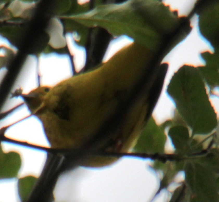 Yellow Warbler (Northern) - ML618297923