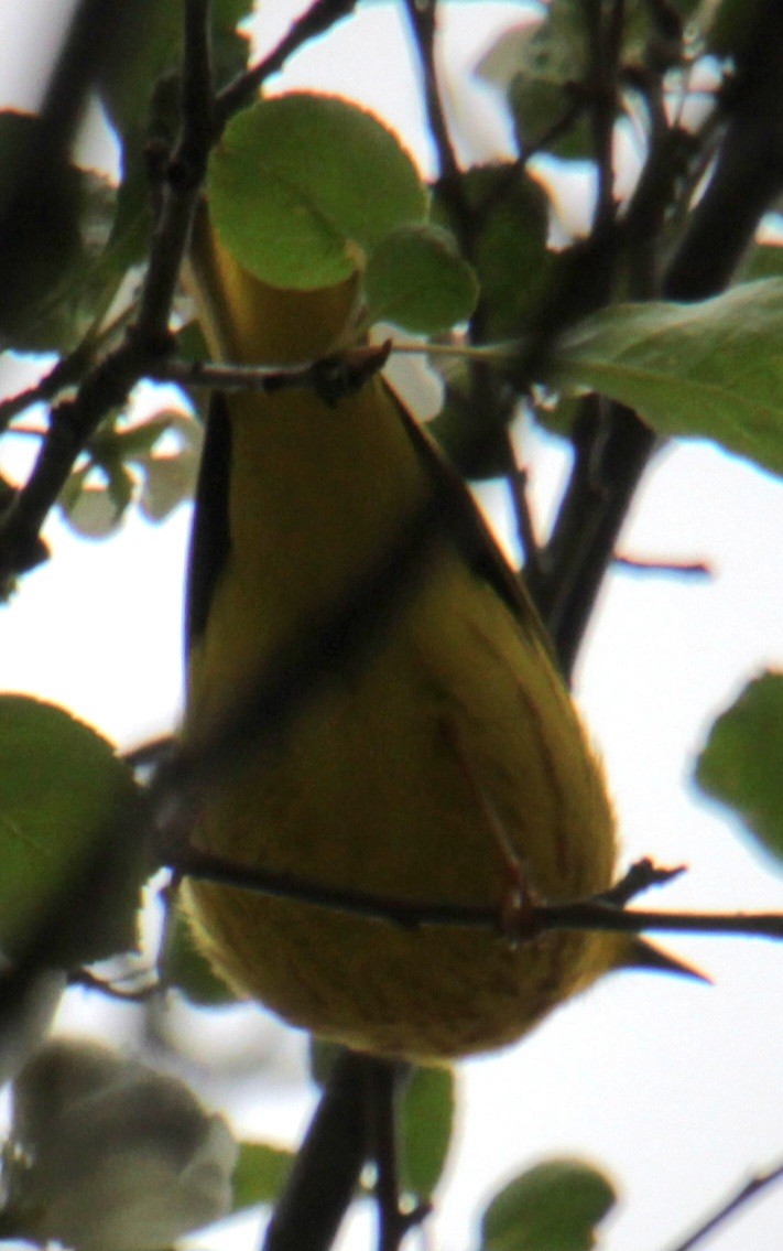 Yellow Warbler (Northern) - ML618297924