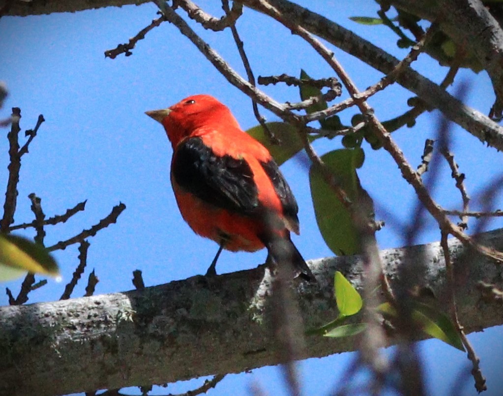 Scarlet Tanager - ML618297988