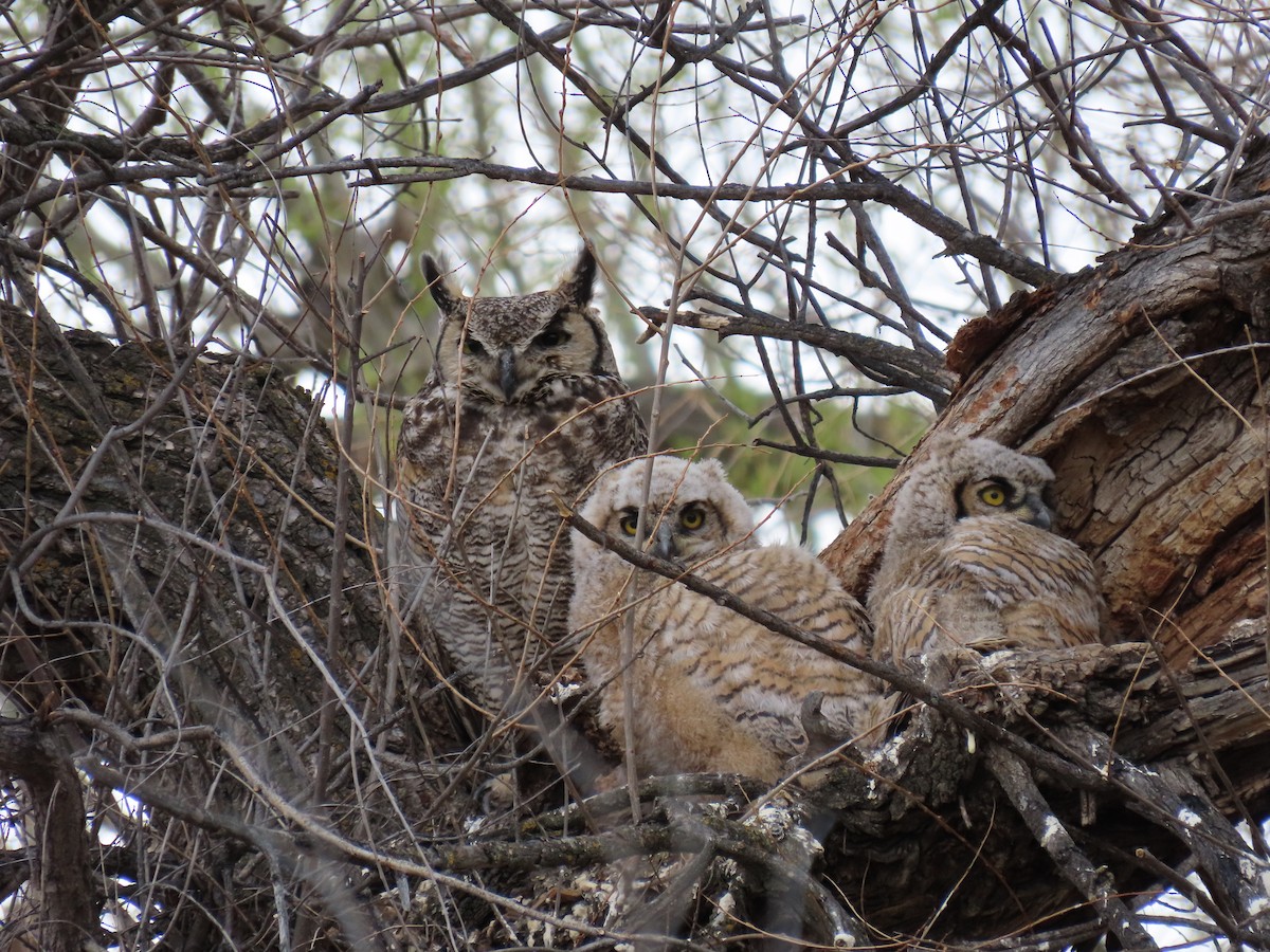 Great Horned Owl - ML618298059
