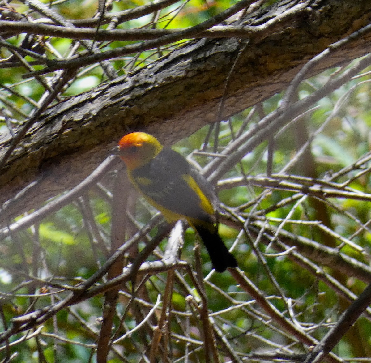 Western Tanager - ML618298083