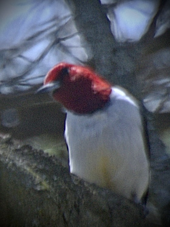 Red-headed Woodpecker - ML618298151