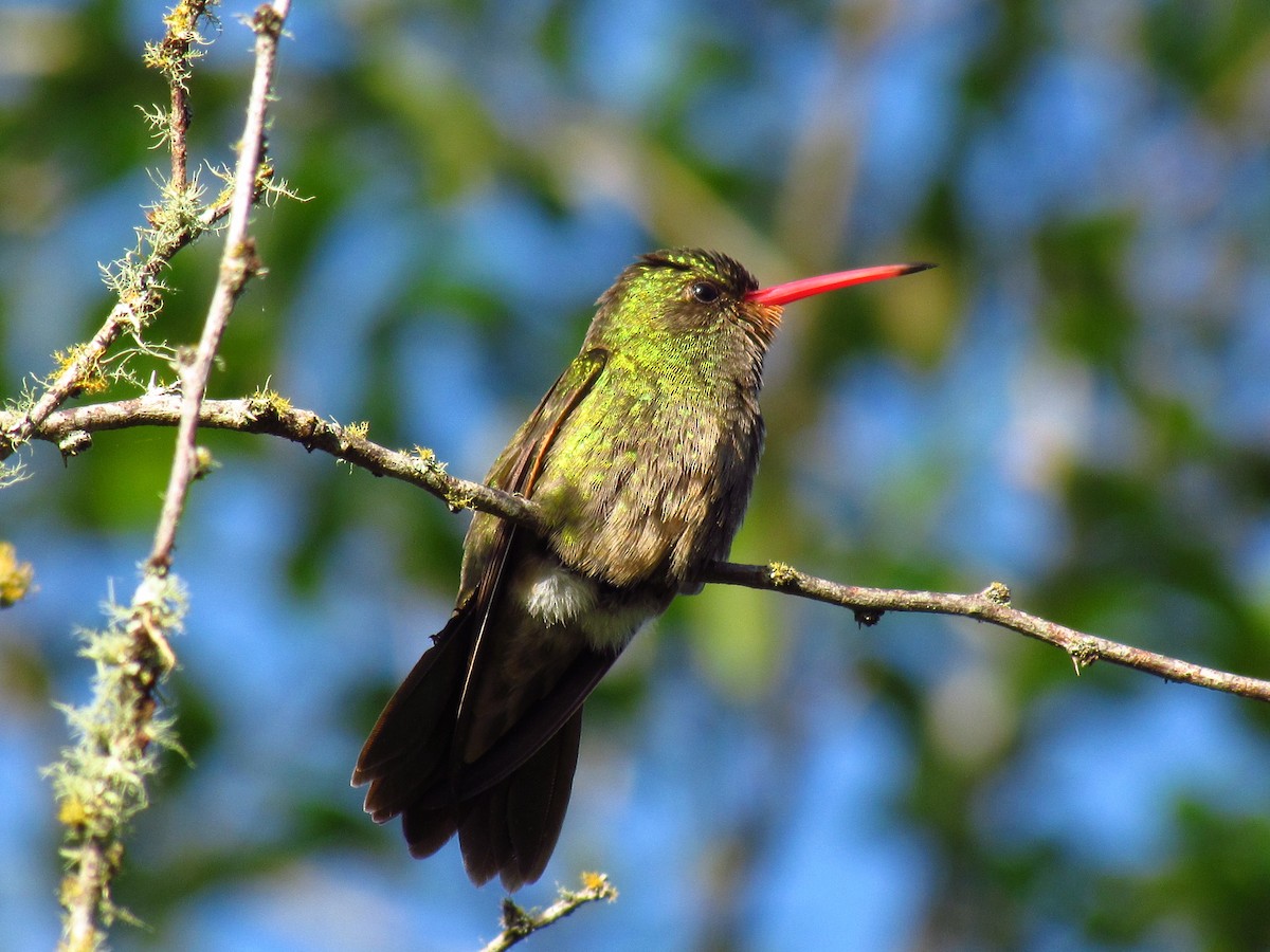 Gilded Hummingbird - Alvaro Perez Tort