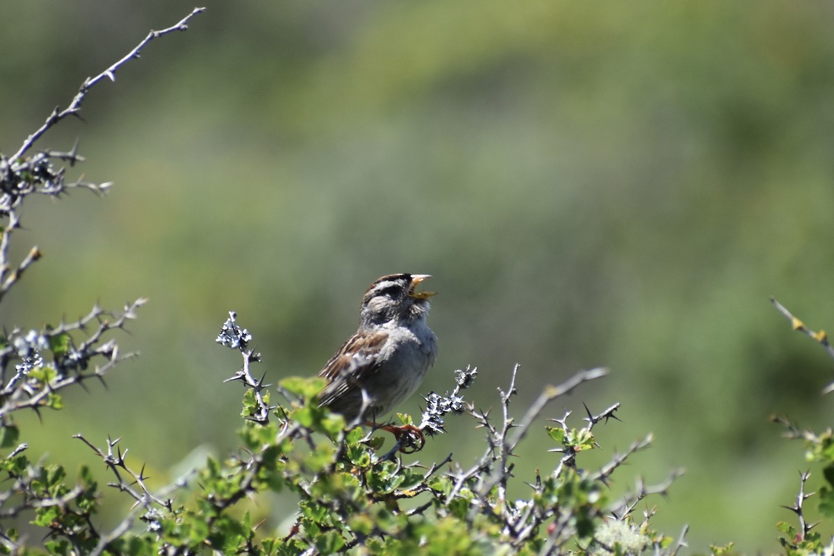 White-crowned Sparrow - ML618298162