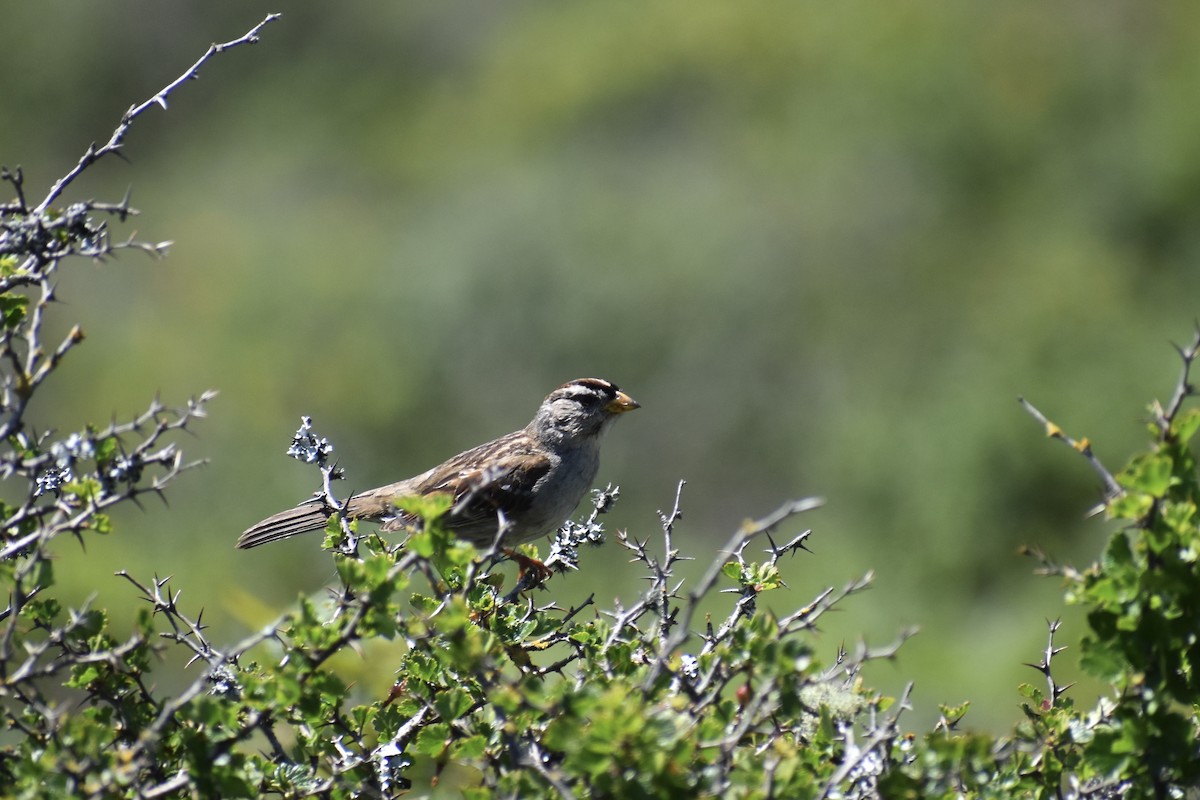 White-crowned Sparrow - ML618298166