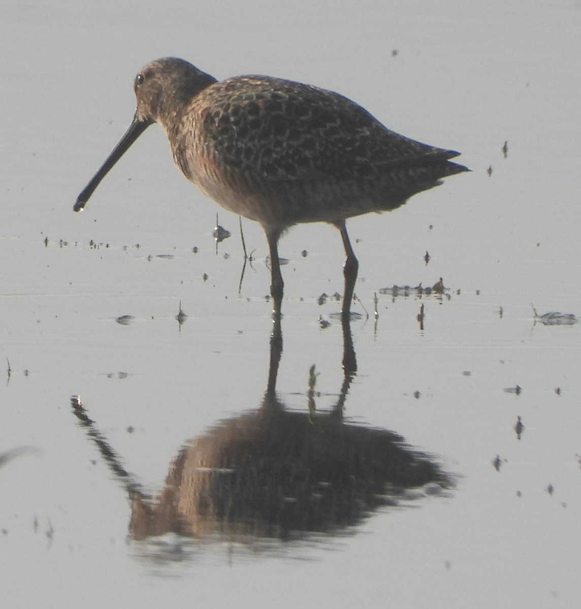 Long-billed Dowitcher - ML618298180