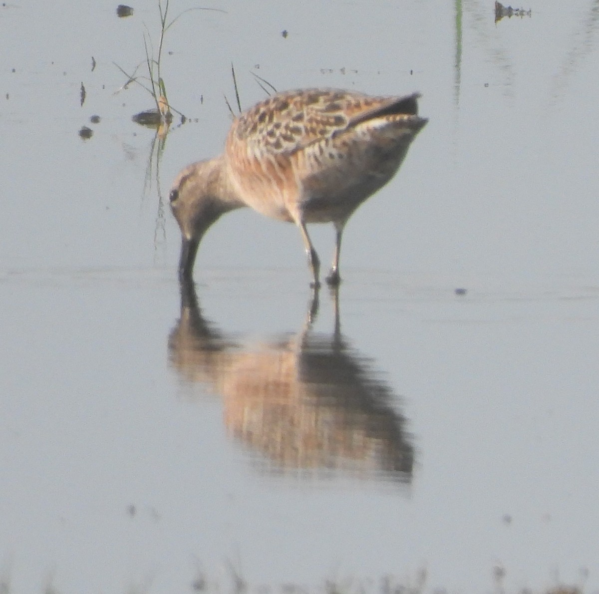 Long-billed Dowitcher - ML618298181