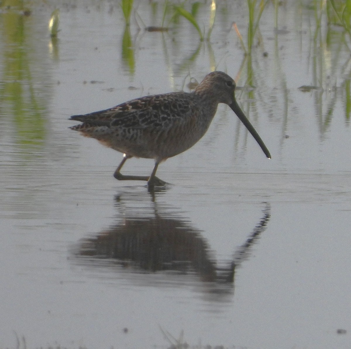 Long-billed Dowitcher - ML618298182