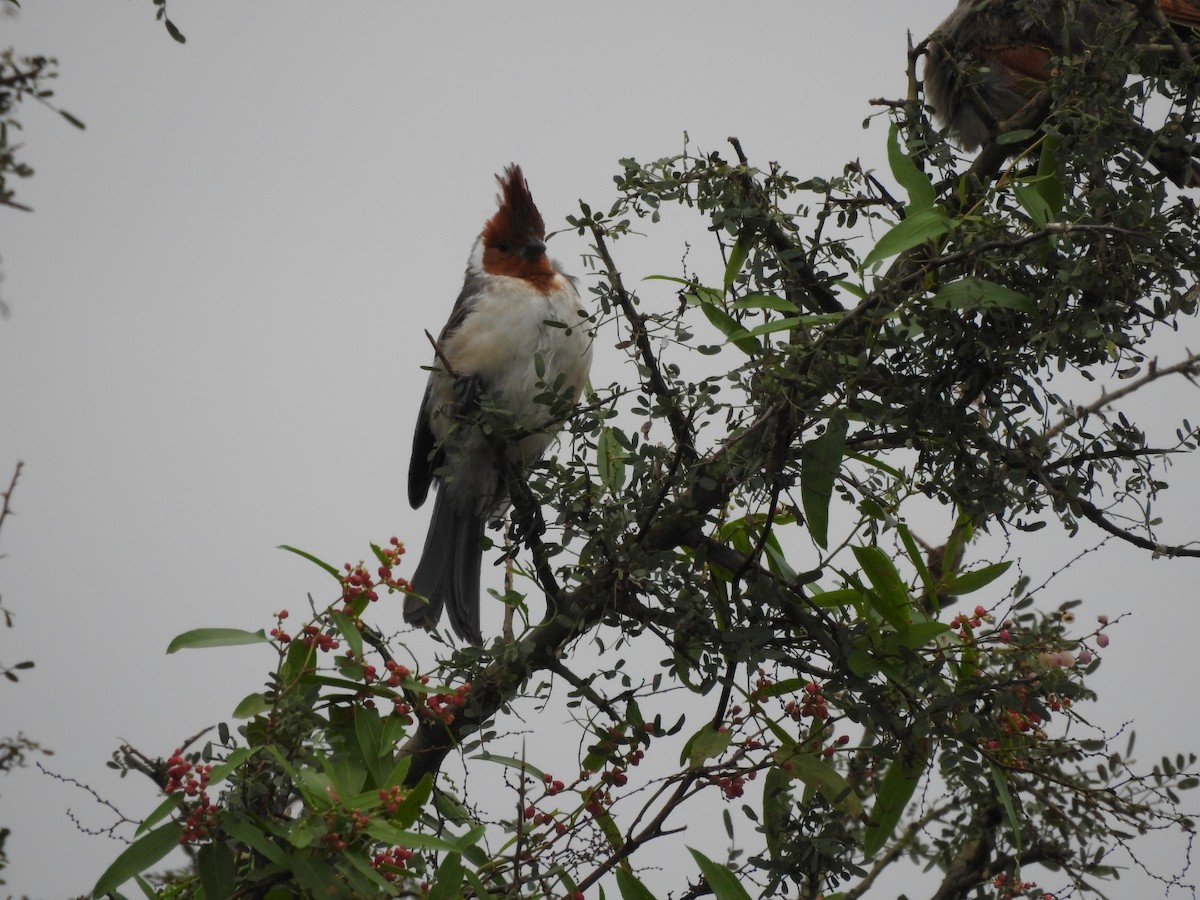 Red-crested Cardinal - ML618298186