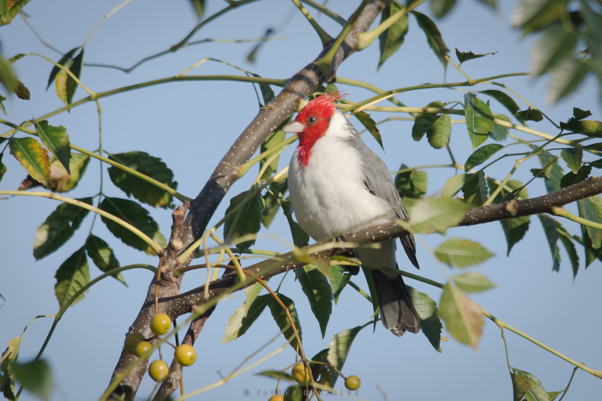 Red-crested Cardinal - ML618298187