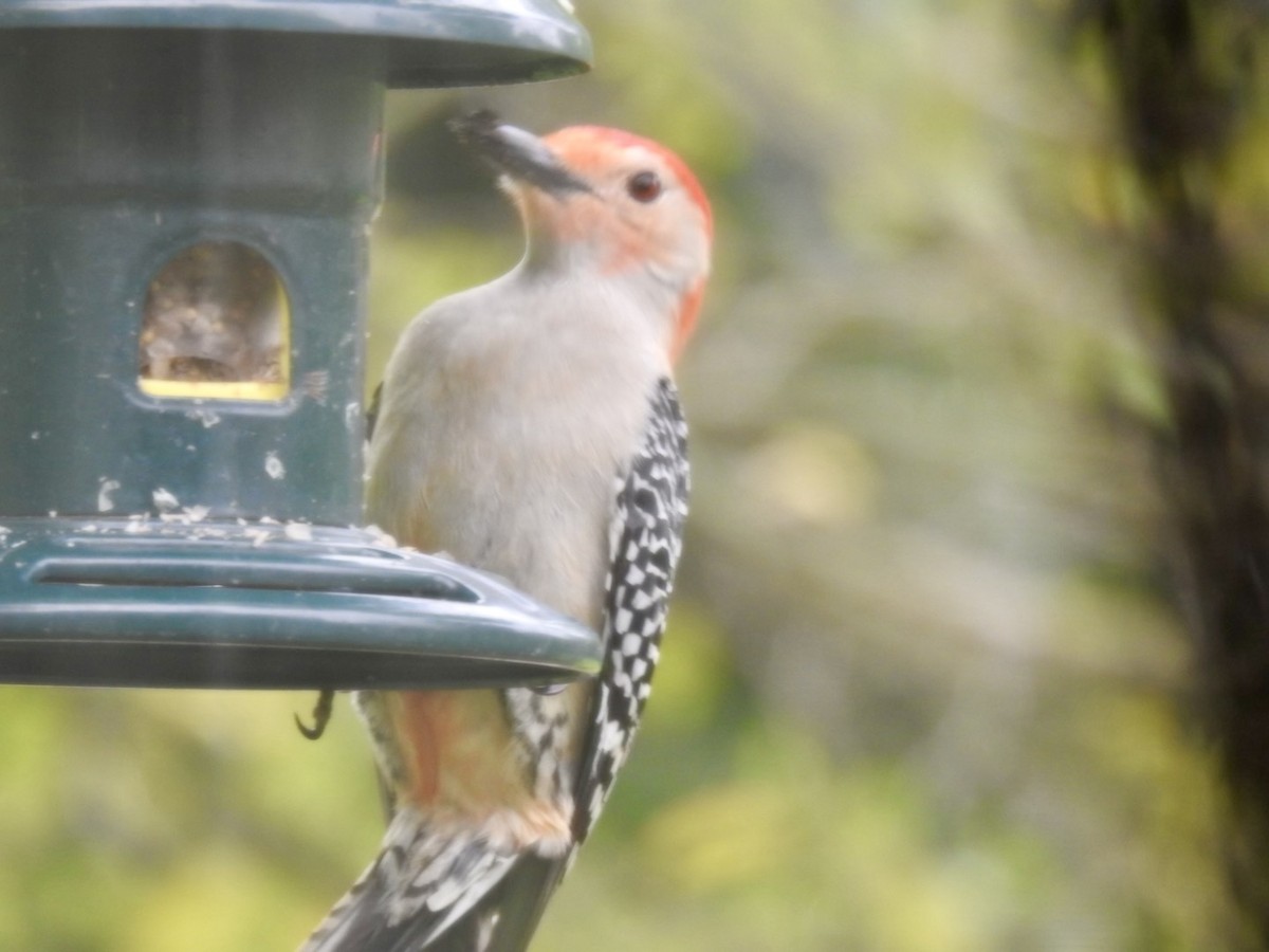Red-bellied Woodpecker - ML618298188