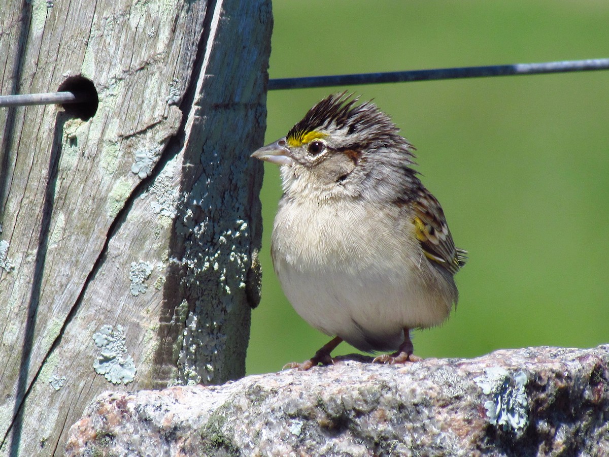 Grassland Sparrow - ML618298199