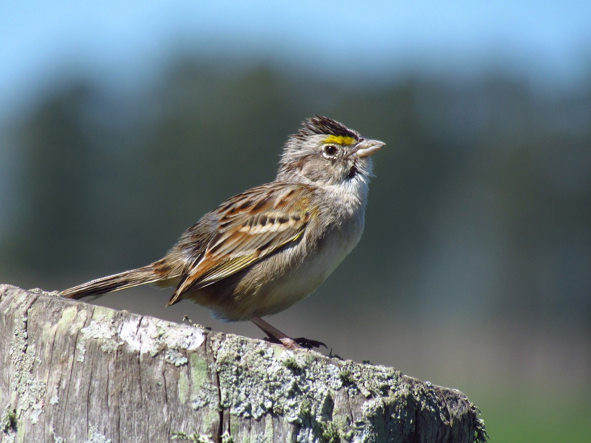 Grassland Sparrow - ML618298201