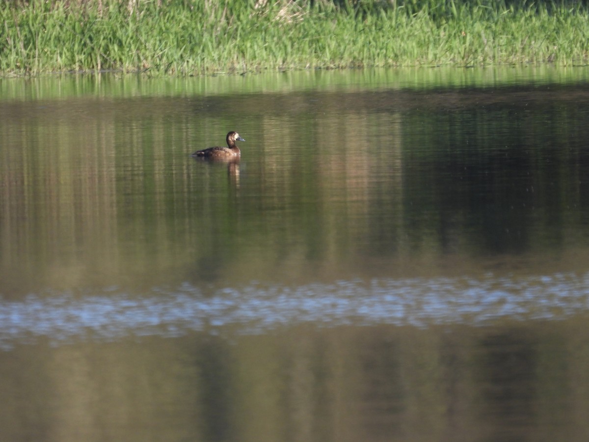 Greater Scaup - Tracy Mosebey