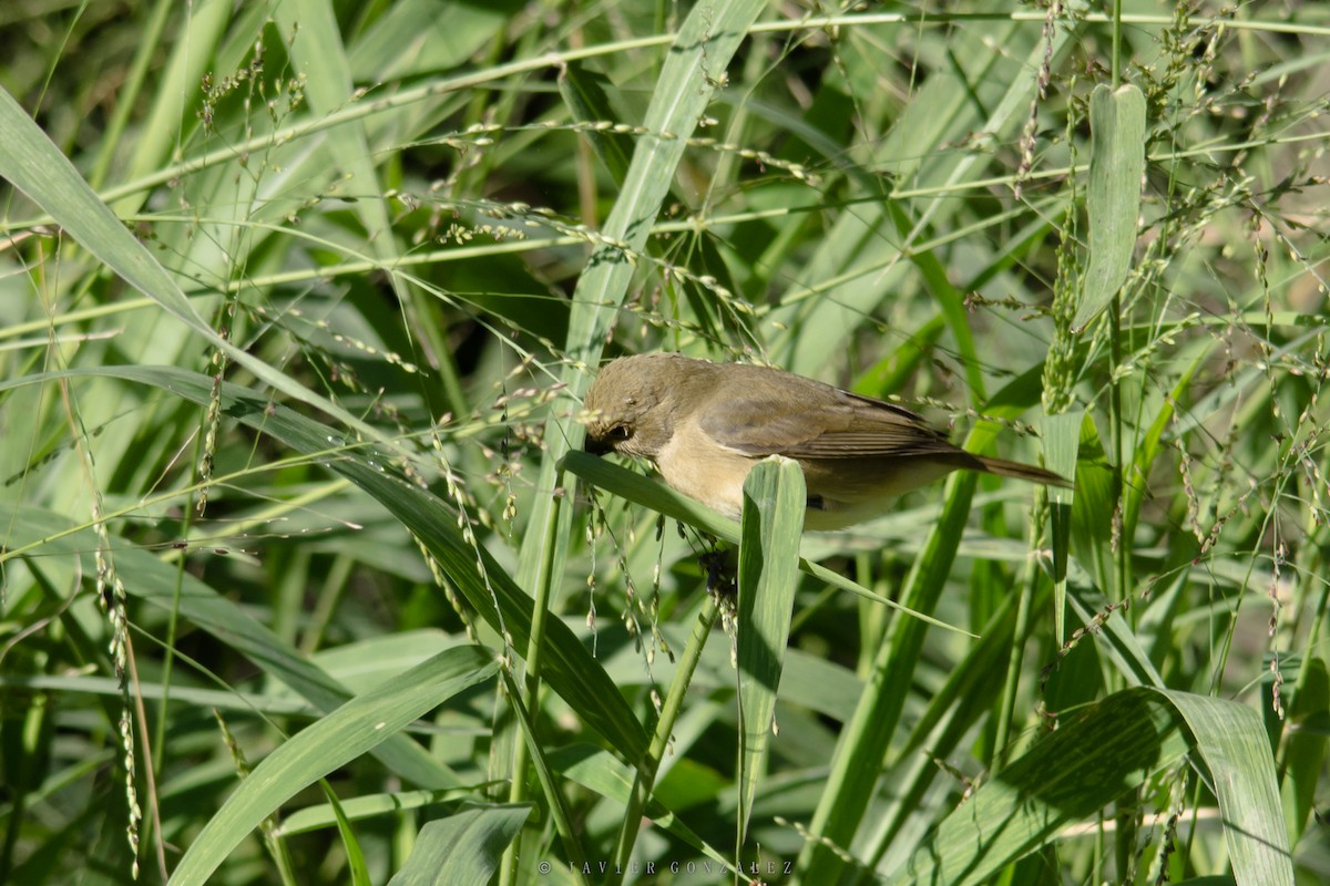 Double-collared Seedeater - ML618298229